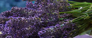 A book with a bunch of lavender on top and two bottles of oil.