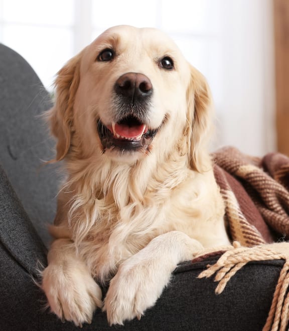 a golden retriever dog laying on the floor of a living room at Aspire High Desert Apartments, Victorville, 92392