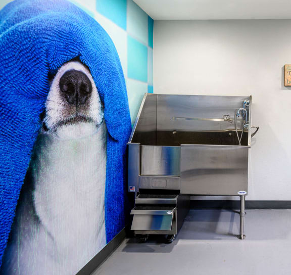 a dog with a towel on its head in a kitchen at Sendero Huntington Beach, Huntington Beach, 92647