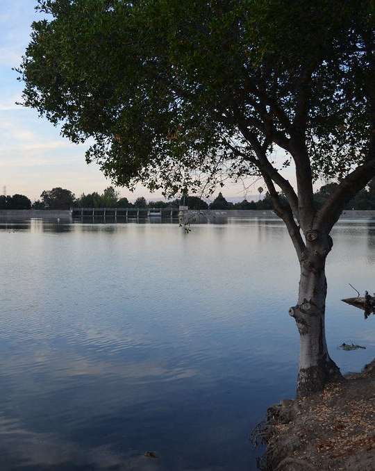 A tree stands alone on the shore of a lake.