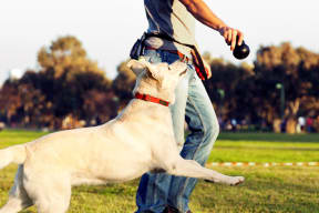 a dog playing with a man in a park at Sage Creek Apartment Homes, California