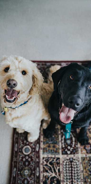 Two dogs sitting on a patterned rug at Alante Homes at Lake Hazel, Idaho