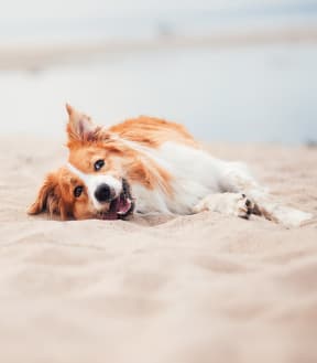 a dog laying in the sand at the beach