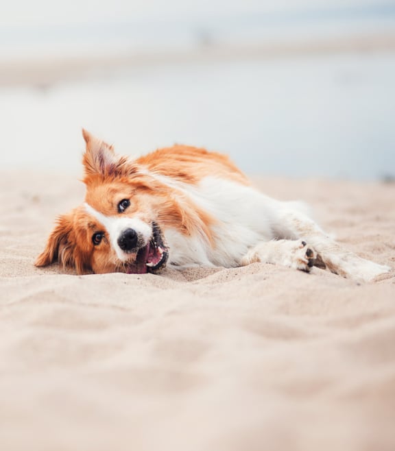 a dog laying in the sand at the beach at The Standard, Charleston, SC, 29412