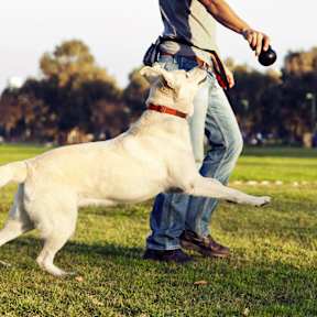 A man playing with a white dog in a park.