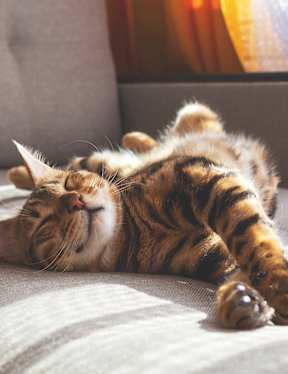 A cat is lying on its back on a couch.