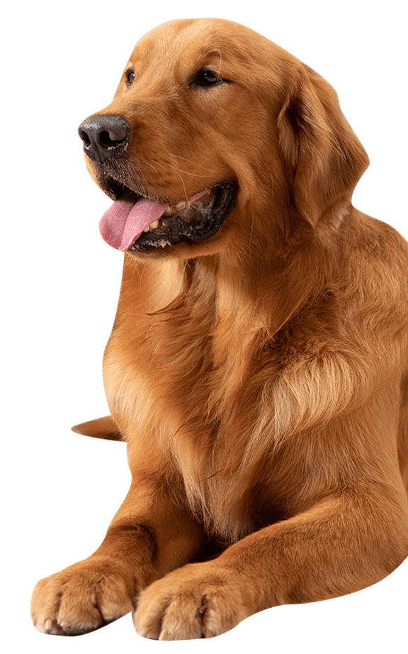 A golden retriever dog is sitting with its tongue out.