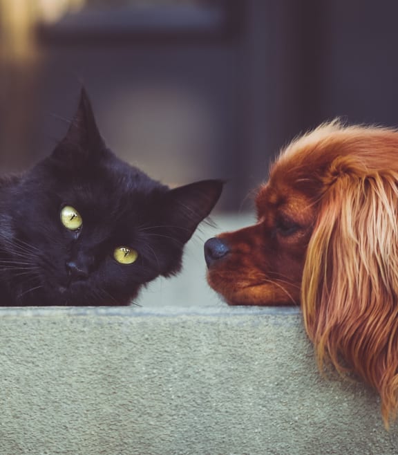 a cat and a dog sniffing each other at Links at High Resort, Rio Rancho, NM, 87124