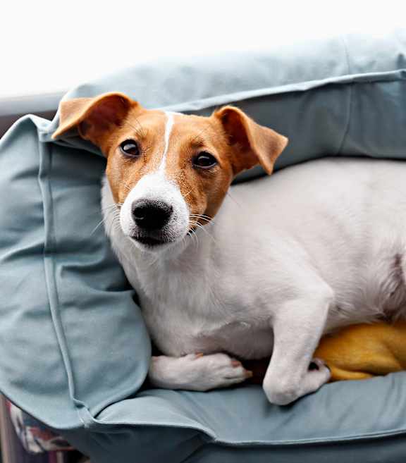 A dog is sitting on a blue cushion.