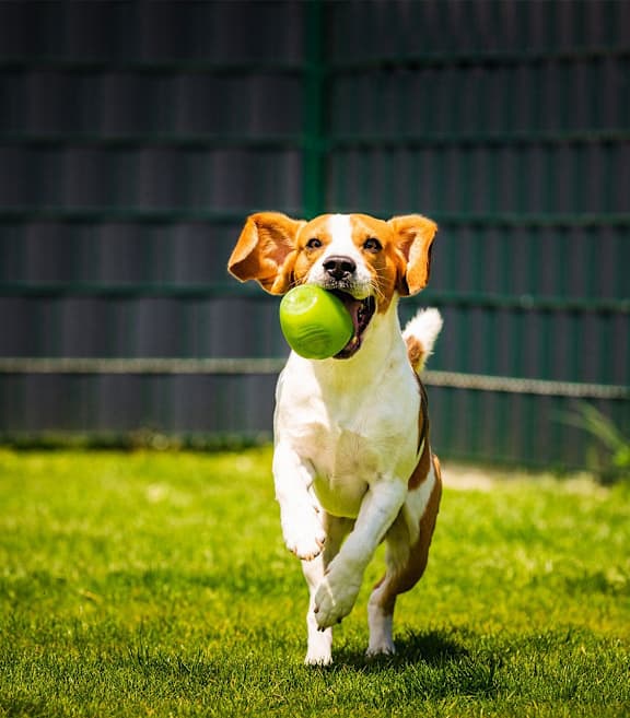 A dog is running with a ball in its mouth.