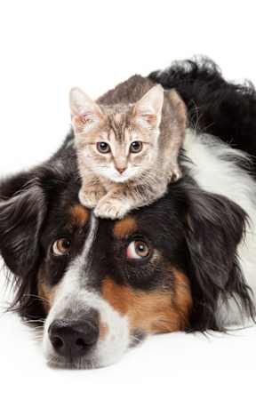 A cat is si at Hallwood Manor Apartments, Mentor, OH, 44060