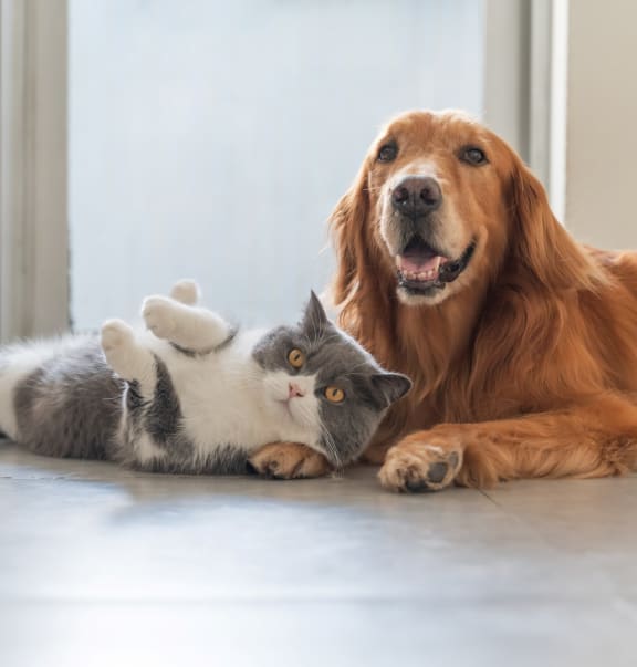 Golden Retriever Laying on Floor with Grey and White Cat Laying on Dog's Paws