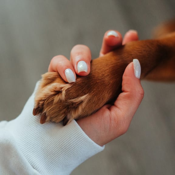a person holding a dogs paw in their hand
