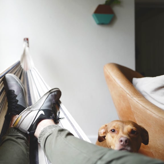 Person relaxing by apartment window with their brown dog looking up.