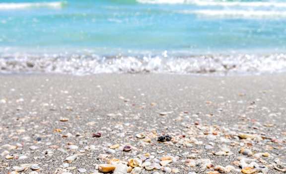 shells on the beach with the ocean in the background at Bay Harbor, Fort Myers, FL