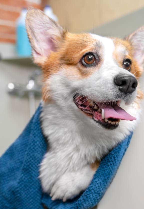 Adorable Corgi Wrapped in Towel After Bath
