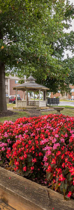 A vibrant flower bed filled with red flowers, with trees in the background.