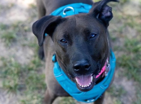 Dog with Blue Bandana