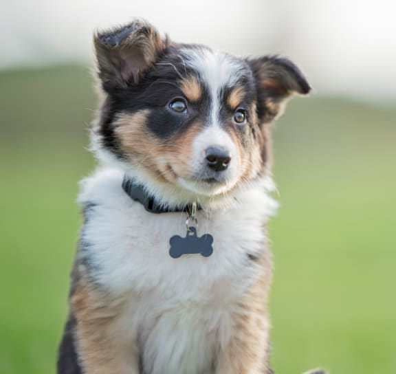 Cute Puppy at Scarborough Lake Apartments in Indianapolis, IN