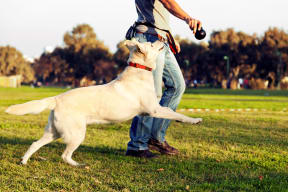 Man and dog walking in the park in Canoga Park, California