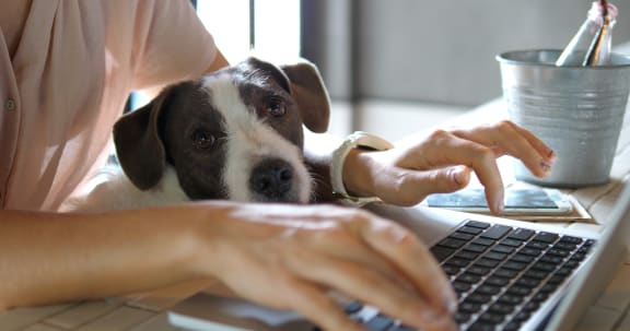 Dog Sitting in Lap of Person Using Laptop