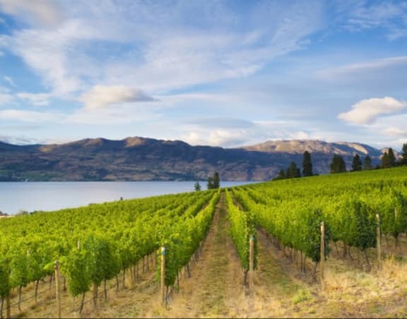 Beautiful View of Vineyard and Mountains