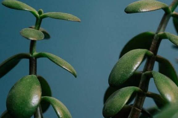 A close up of a green plant with broad leaves.