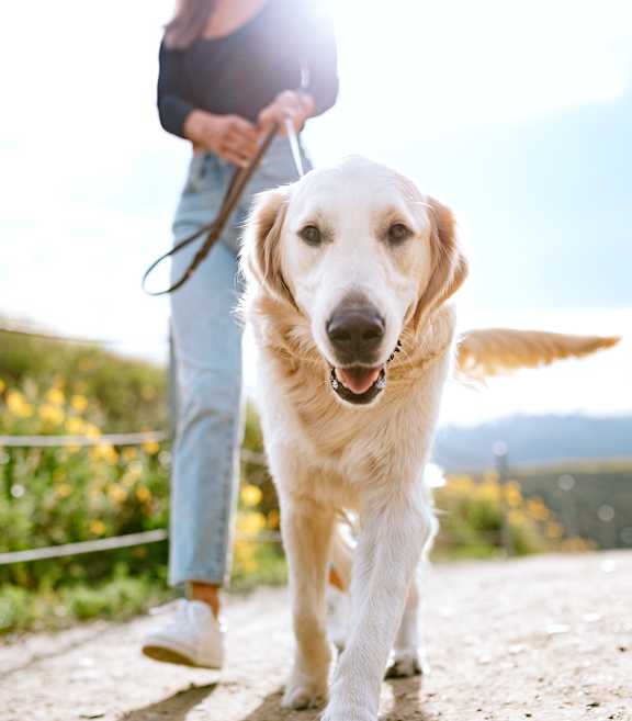 Dog and Cat