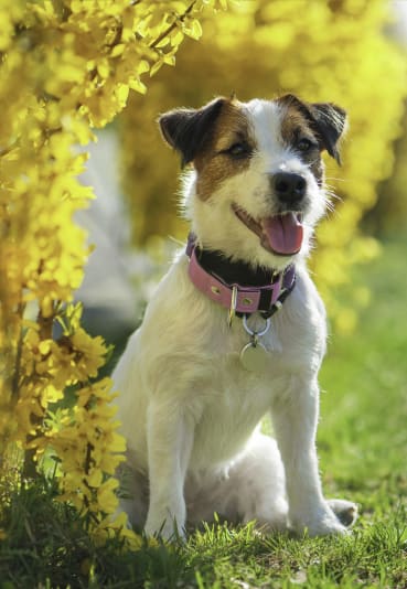 a dog sitting in the grass next to a yellow tree at West Mall Place Apartment Homes, Everett, Washington