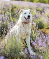 A white dog sitting in a vibrant field of lavender, showcasing the pet-friendly atmosphere at Regent’s Walk Apartment Homes.