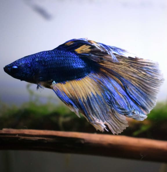 a siamese fighting fish in a fish tank