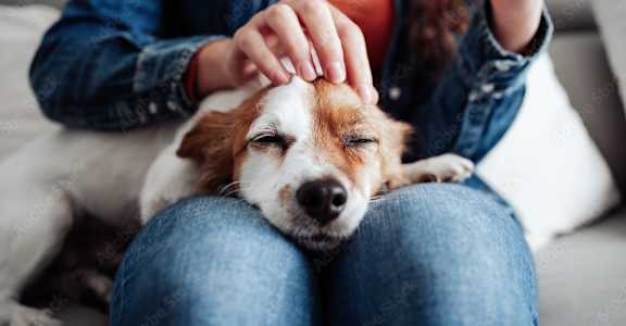 A person is petting a dog while holding a phone.