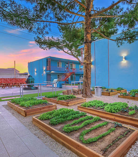 A garden with raised beds and a tree in the foreground.