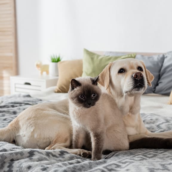 Cat And Dog at The Strand, Oviedo, FL, 32765