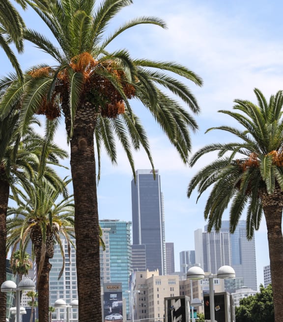 a row of palm trees in front of the city