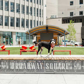 A dog is standing on a sign that says Broadway Square.