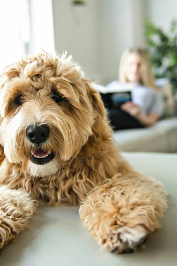 A small brown dog with curly fur is lying on a grey couch.