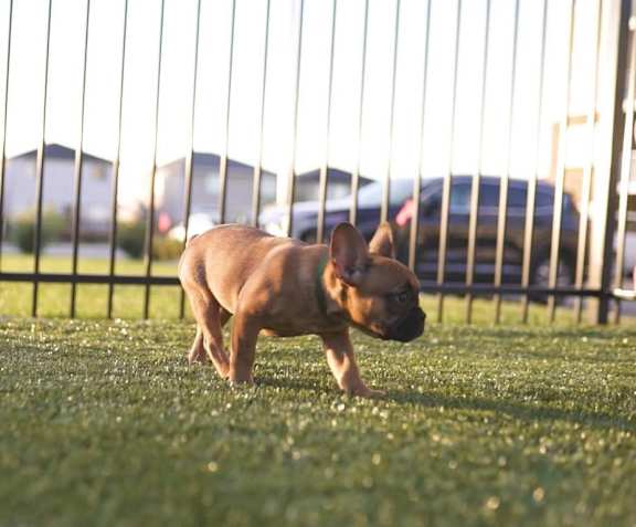 A dog is running on the grass behind a fence.