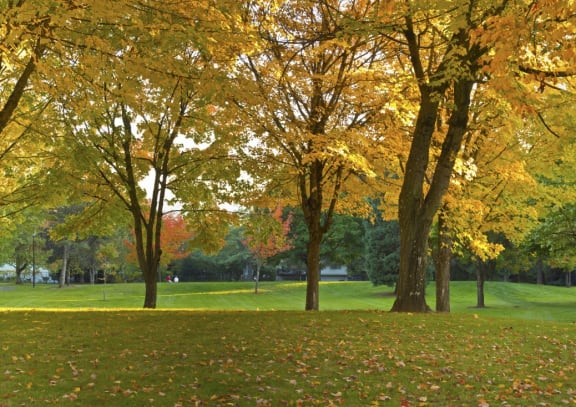 Beautiful Fall Trees in Park