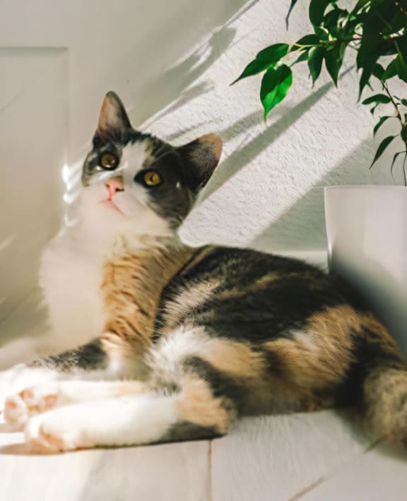 Cat Sitting