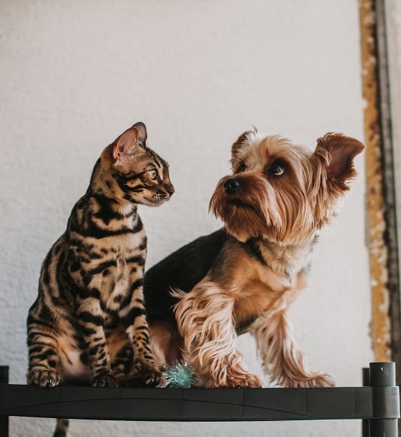 a dog and a cat playing in the grass