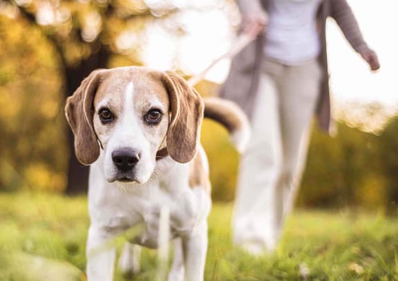 Bark Park and Pet Washing Station Available at Linea Cambridge, Cambridge, MA