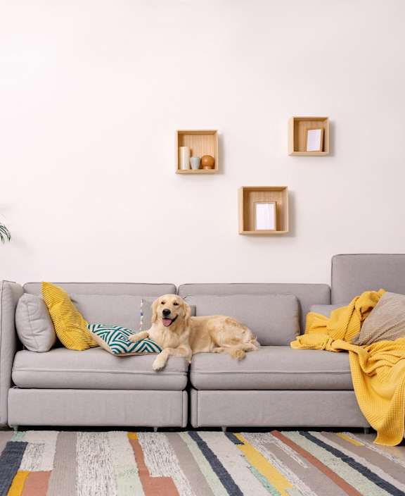 A dog is lying on a grey couch with a yellow blanket on it.