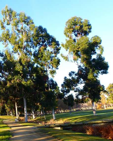 a park with trees and a sidewalk