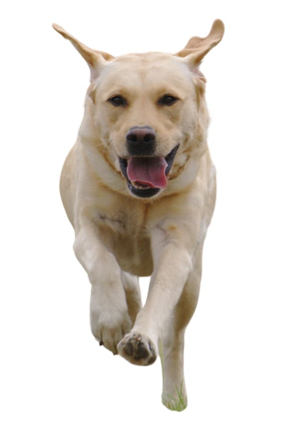 a golden retriever dog with a black background
