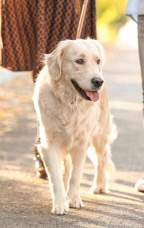 Pet Lifestyle  at The Aster Sugar Land Apartments, Sugar Land, Texas