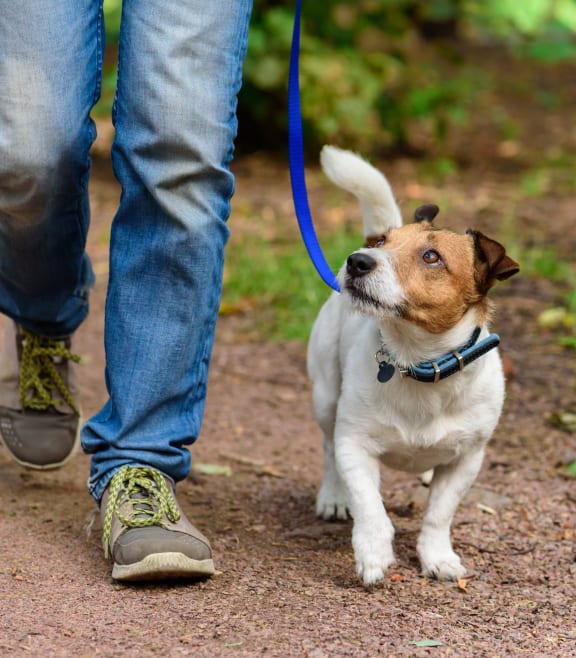a man walking his dog on a leash in the woods at Bigelow Commons, Enfield, CT