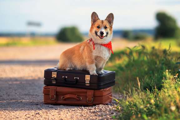 A corgi is sitting on the ground with a leash in its mouth.