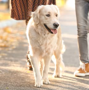 A white dog is walking on a sidewalk with people behind it.