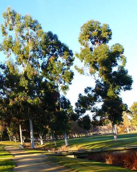 A park with a pathway and trees.